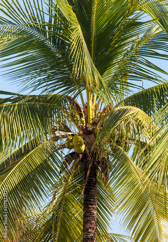 Coconut tree with nuts in the tropics