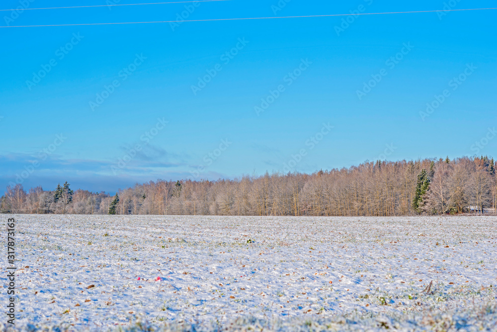 Snow-covered field, far away forest. Photographed in October.