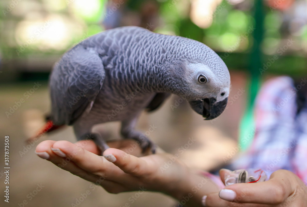 A parrot in the hands of a girl A parrot in the hands of a girl