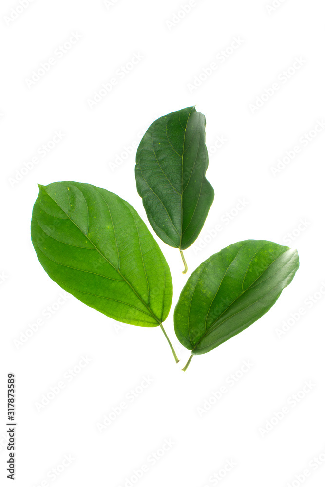 Grass jelly leaves Cincao isolated White background Grass jelly leaves Cincao isolated White background