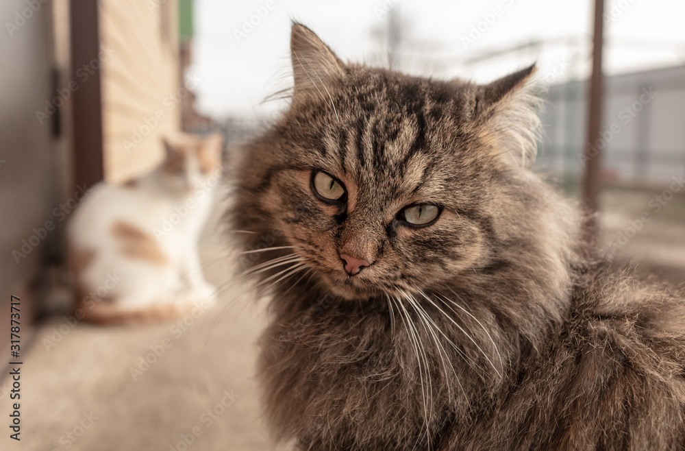 Portrait of a cat on a farm