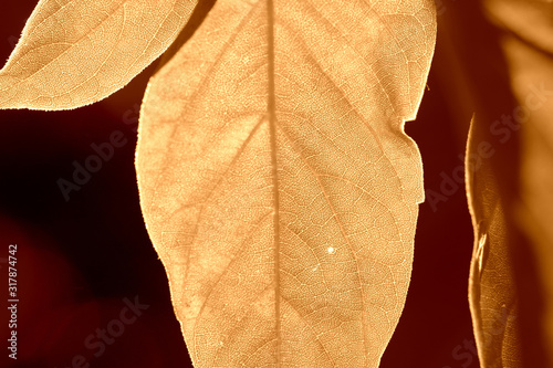 Maple leaves lit by the sun on a summer day. Natural background brown color toned photo