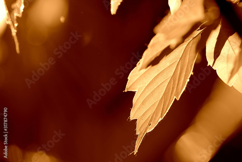 Maple leaves lit by the sun on a summer day. Natural background brown color toned photo