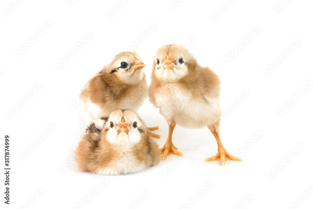 Obraz premium Brown and black chicks on a white background