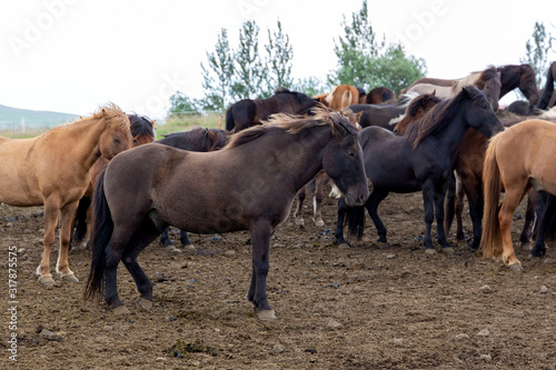 Majestic stocky Icelandic horses walk outdoors on a farm. Iceland. The concept of unique rural tourism and ecotourism.