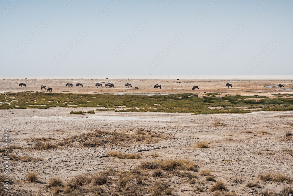 Wildebeest Herd in Etosha Pan, Namibia