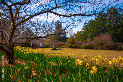 Fototapeta Naklejka Na Ścianę i Meble -  Flower bed with bright blooming daffodils and naked cherry tree in the foreground. Resting people on the meadow. Forest streaks in the background.