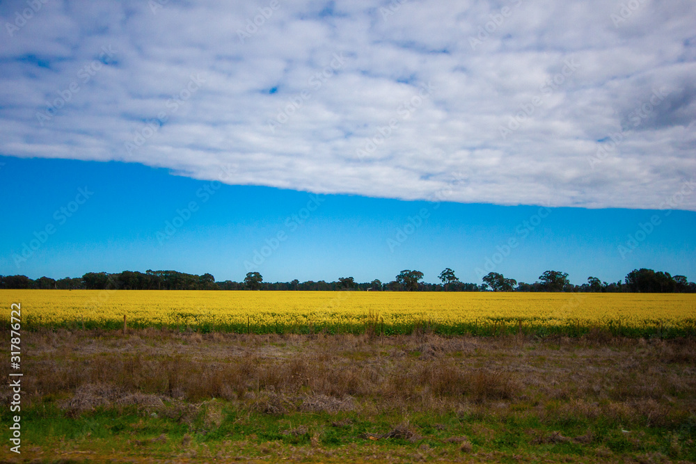 Horizontal stripes of clouds, clear sky, dark trees on horizon, field with bright yellow flowers and area of dry grass. Sunny day with diffused light. Australia. Horizontal stripes of clouds, clear sky, dark trees on horizon, field with bright yellow flowers and area of dry grass. Sunny day with diffused light. Australia.