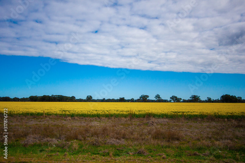 Horizontal stripes of clouds, clear sky, dark trees on horizon, field with bright yellow flowers and area of dry grass. Sunny day with diffused light. Australia.