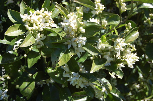 Obraz na płótnie Fleurs d'oranger w salonie