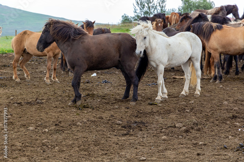 Icelandic horses. National pride. Gorgeous motley horses of the famous breed with long forelocks, fluffy manes and long tails. Breeding horses. Traditions of the peoples of the world.