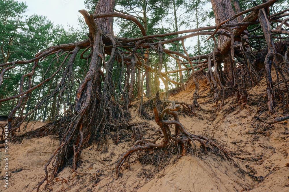 A pine trees with huge naked roots on a sand hill slope. Shot from the bottom. Day light A pine trees with huge naked roots on a sand hill slope. Shot from the bottom. Day light
