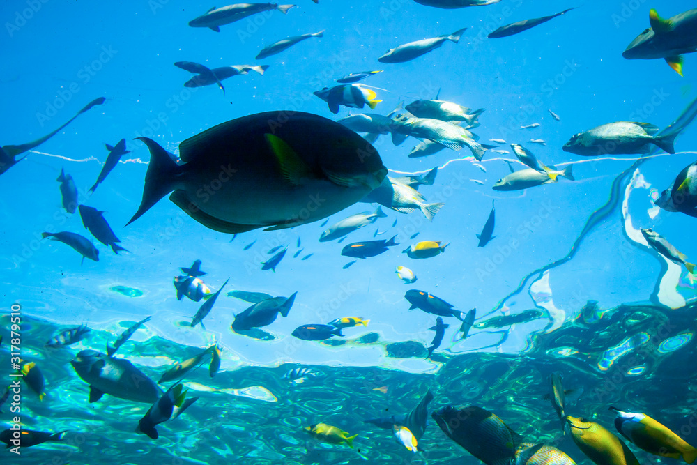 School of small tropical fish and a big fish in the middle. View of
