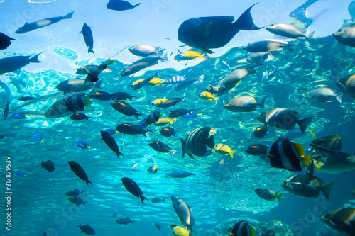 School of tropical fish. View of sunlight and water surface from underwater. The aquarium at Townsville, Queensland, Australia.