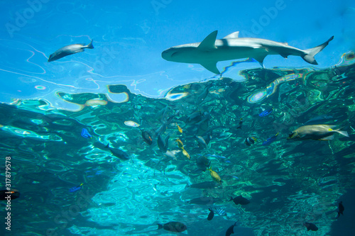 A shark and different species of tropical fish. View of water surface from underwater. The aquarium at Townsville, Queensland, Australia.