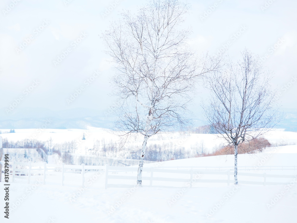 冬の美瑛の雪景色 冬の美瑛の雪景色