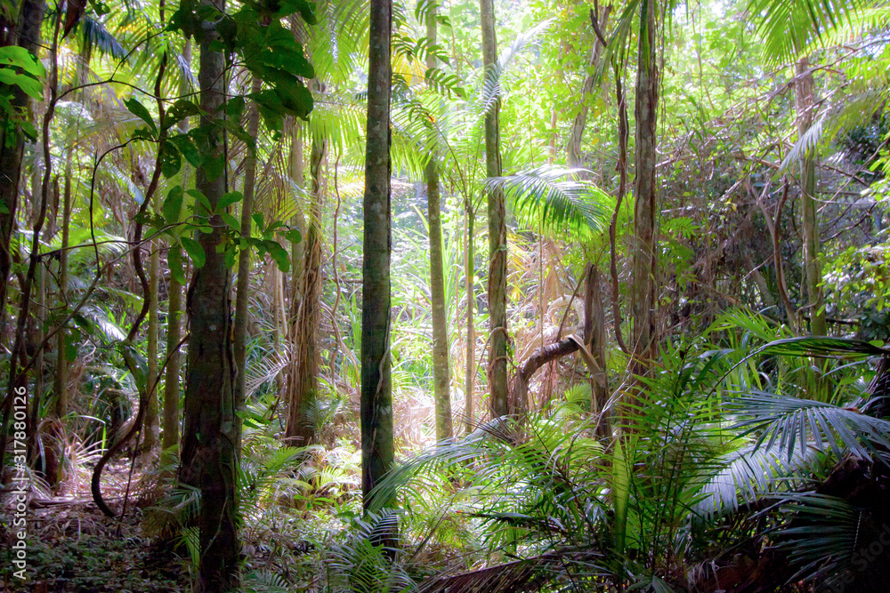Footpath in a tropical rain forest among tall stright palms and eucalyptus, gummtrees, a sunny day. Beams of sunlight go through foliage. Botanical garden, Caitns, Queensland, Australia. Footpath in a tropical rain forest among tall stright palms and eucalyptus, gummtrees, a sunny day. Beams of sunlight go through foliage. Botanical garden, Caitns, Queensland, Australia.