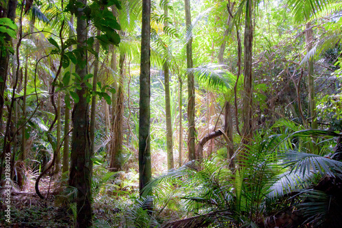 Footpath in a tropical rain forest among tall stright palms and eucalyptus  gummtrees  a sunny day. Beams of sunlight go through foliage. Botanical garden  Caitns  Queensland  Australia.
