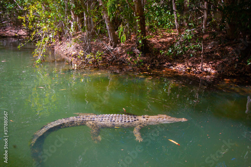 A crocodile swimming along the muddy river.  Queensland, Australia.