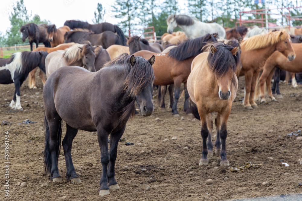 Closeup of a pair of Icelandic horses with long manes closing their eyes against a herd in a personal farm. Herd of horses. The concept of rural tourism and ecotourism. Iceland. Closeup of a pair of Icelandic horses with long manes closing their eyes against a herd in a personal farm. Herd of horses. The concept of rural tourism and ecotourism. Iceland.