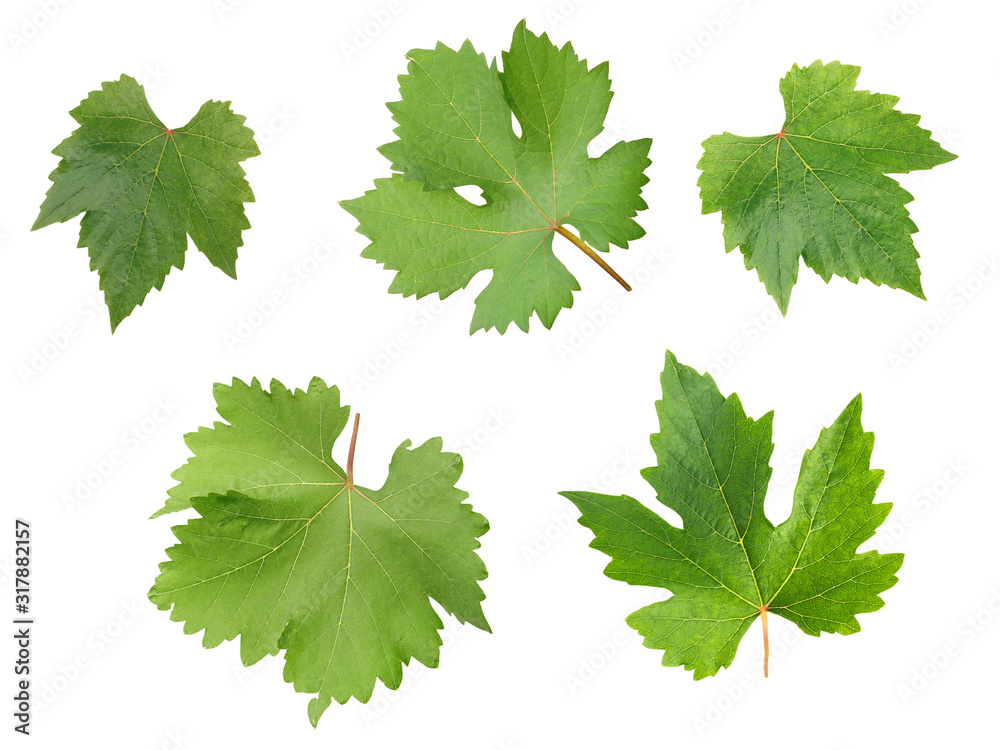 Grape leaves for decorate or background isolated on white - obrazy, fototapety, plakaty 