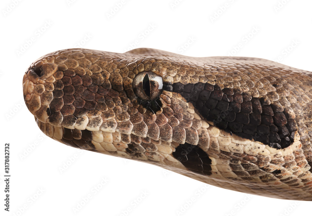 Naklejka premium Brown boa constrictor on white background, closeup