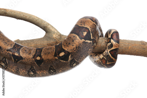 Cuadro en lienzo Brown boa constrictor on tree branch against white background
