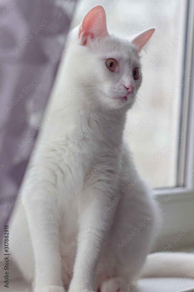 Closeup portrait of a white cat with yellow eyes