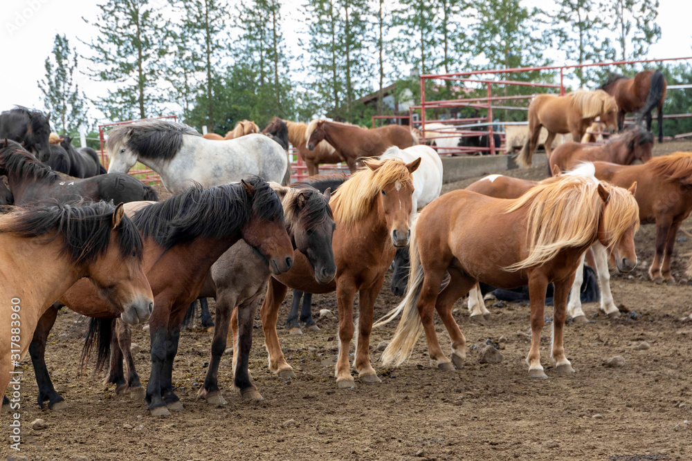 Free range gorgeous Icelandic horses on a farm. The concept of unique rural tourism and ecotourism. Iceland.