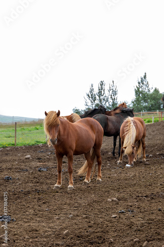 Gorgeous icelandic herd on the farm. Brown Icelandic horse poses