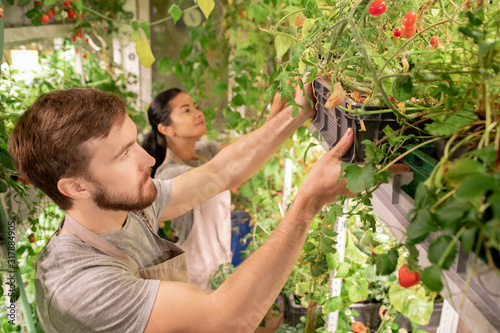 Young male worker of greenhouse taking black plastic box with growing tomatoes