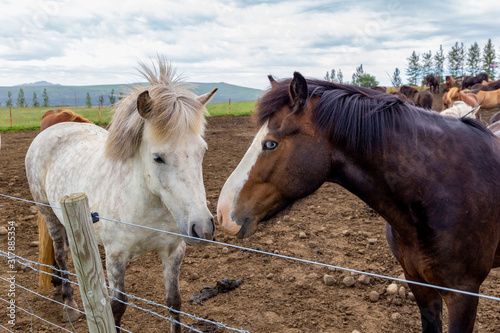 A pair of domestic Icelandic horses walking in the paddock. Faithful friendship of animals. Domestic cattle breeding.