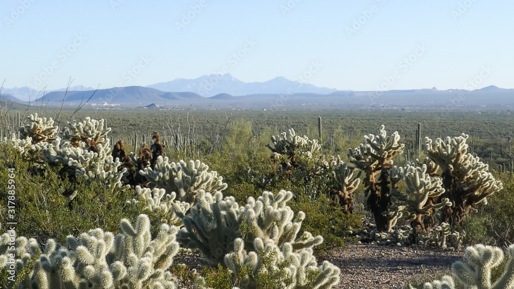 Cactus Landscape