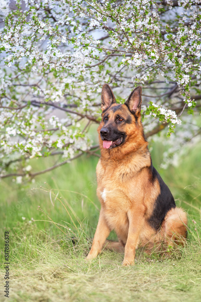 German shapherd dog on spring landscape German shapherd dog on spring landscape