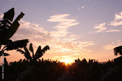 Banana plantation in the province of Magdalena, Colombia. Symbol of the Green Revolution.