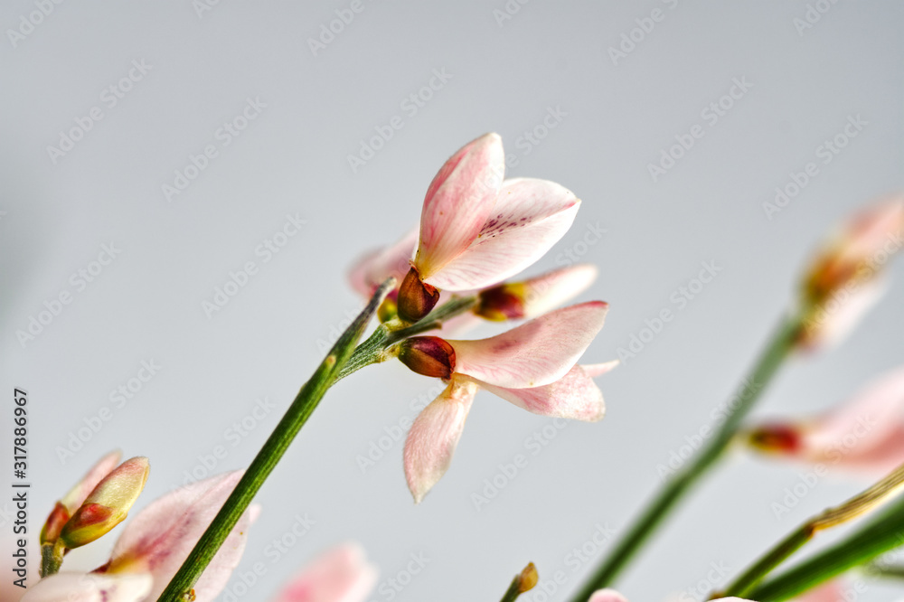 mini orchidee rosa mit grünem stil und weißem grauen hintergrund