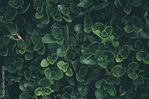 Natural texture background and dark green plants