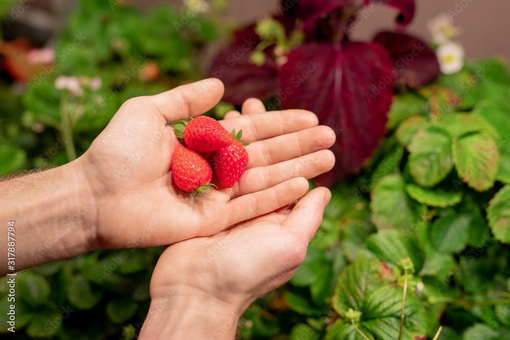 Hands of young male selectionist or farmer holding three red ripe strawberries Hands of young male selectionist or farmer holding three red ripe strawberries