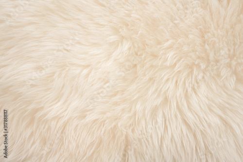 White real wool with beige top texture background. light cream natural sheep wool. seamless plush cotton, texture of fluffy fur for designers