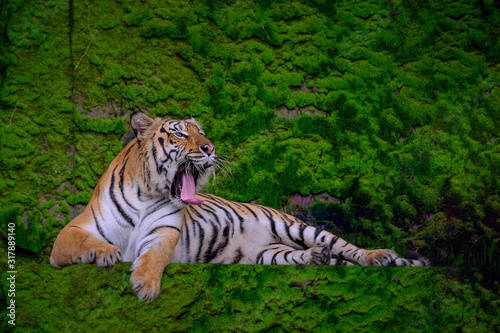 Beautiful Bengal tiger green tiger in forest show  nature.