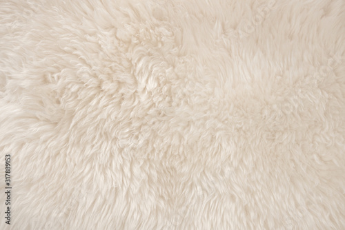 White real wool with beige top texture background. light cream natural sheep wool.  seamless plush cotton, texture of fluffy fur for designers