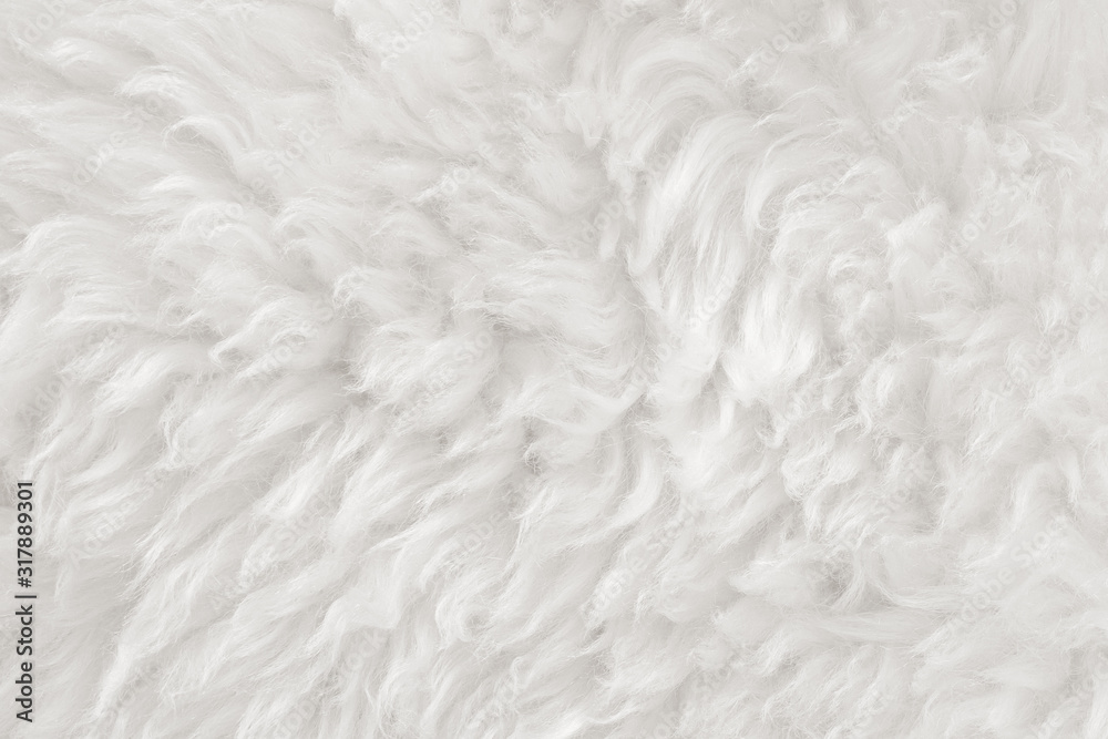 White real wool with beige top texture background. light cream natural sheep wool. seamless plush cotton, texture of fluffy fur for designers White real wool with beige top texture background. light cream natural sheep wool. seamless plush cotton, texture of fluffy fur for designers