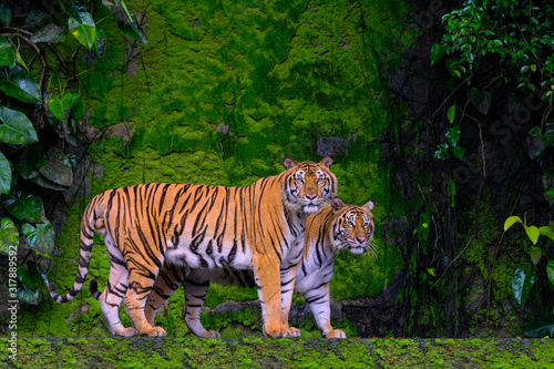 Fototapeta Naklejka Na Ścianę i Meble -  Beautiful Bengal tiger green tiger in forest show  nature.
