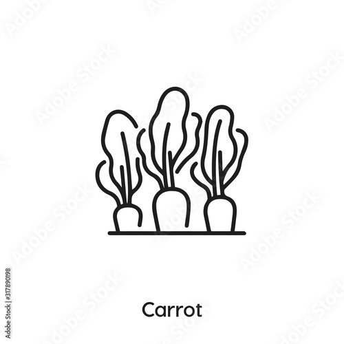 carrot icon vector . carrot sign symbol