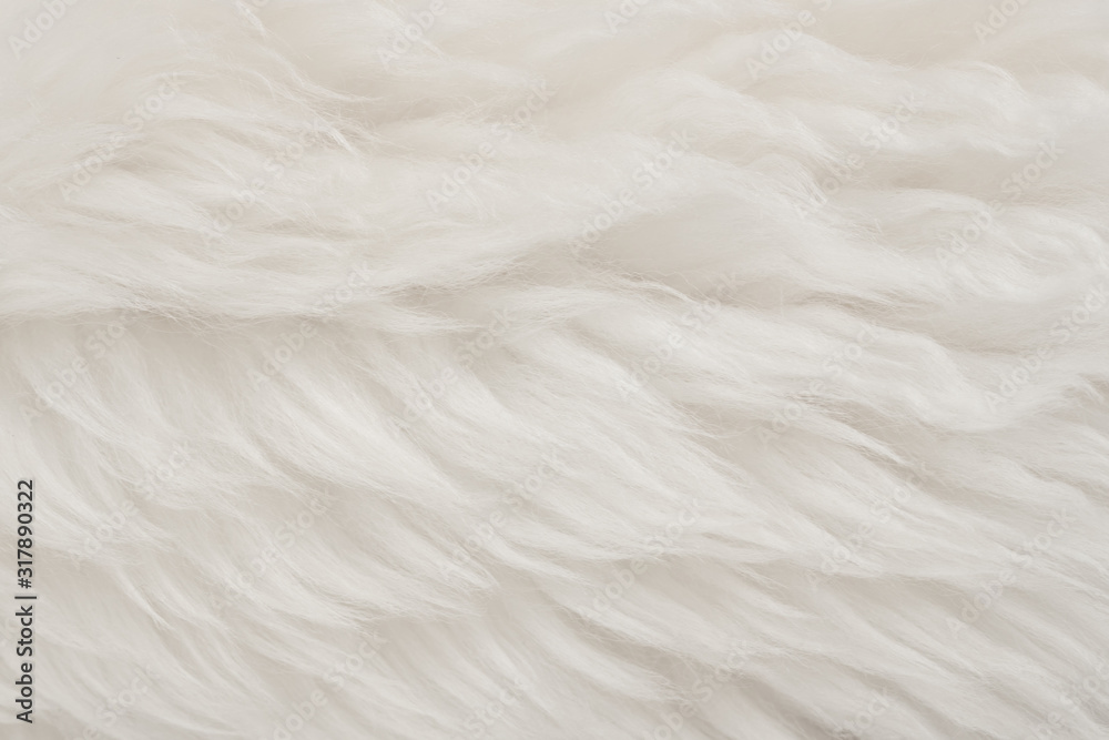 White real wool with beige top texture background. light cream natural sheep wool. seamless plush cotton, texture of fluffy fur for designers White real wool with beige top texture background. light cream natural sheep wool. seamless plush cotton, texture of fluffy fur for designers