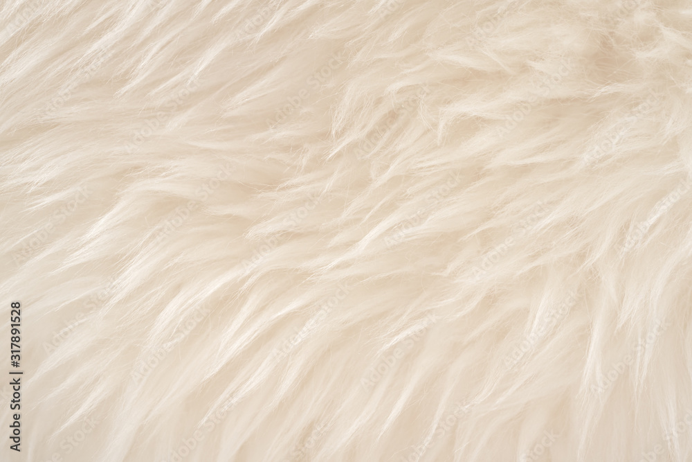 White real wool with beige top texture background. light cream natural sheep wool. seamless plush cotton, texture of fluffy fur for designers White real wool with beige top texture background. light cream natural sheep wool. seamless plush cotton, texture of fluffy fur for designers