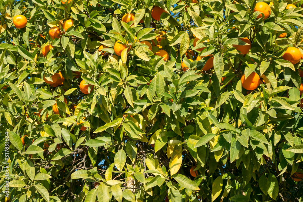oranges tree with oranges in garden