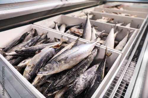 Different types of frozen fish in supermarket