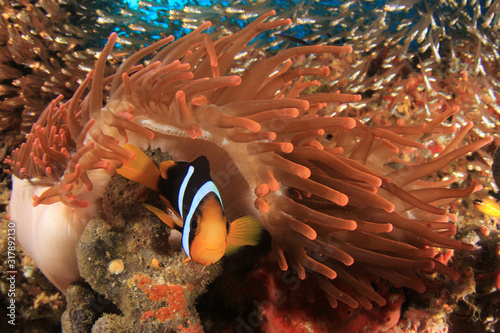 Fotografie, Obraz Clark's Anemonefish clownfish fish in anemone