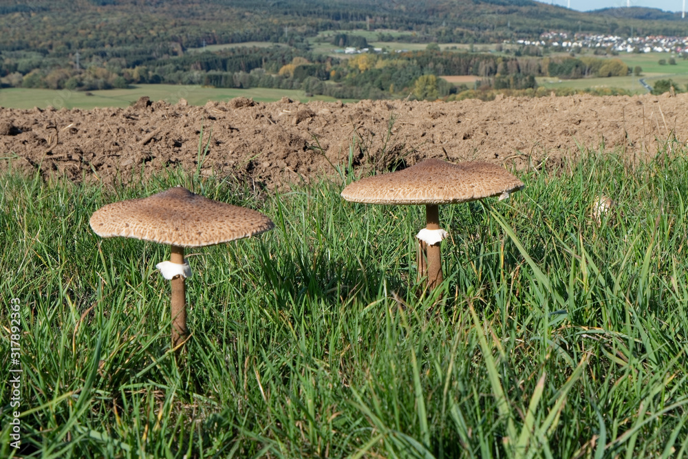 Mushrooms in the grass.